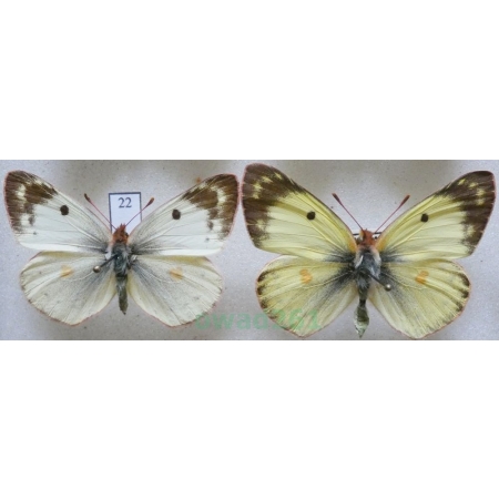Colias hyale (Linnaeus, 1758) pair Szlaczkoń siarecznik Czech22